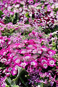 Close up of cineraria