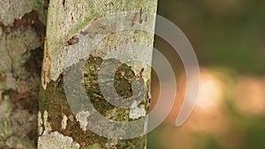 Close-up of cinnamon tree leaves.