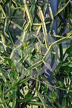 Close up Cissus quadrangularis herb plant.Commonly known as Veldt grape,devil`s backbone,adamant creeper,asthisamharaka or hadjod. photo