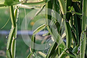 Close up Cissus quadrangularis herb plant.Commonly known as Veldt grape,devil`s backbone,adamant creeper,asthisamharaka or hadjod. photo