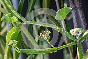 Close up Cissus quadrangularis herb plant.Commonly known as Veldt grape,devil`s backbone,adamant creeper,asthisamharaka or hadjod. photo