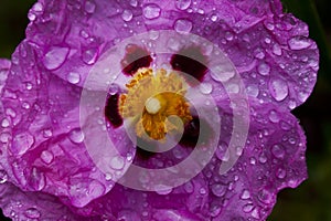 Pink Cistus Rose flower with water droplets photo