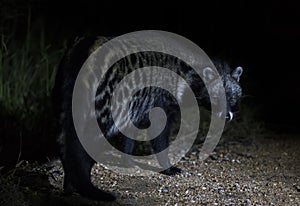 Close-up of a Civet Cat in a spotlight at night