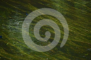 Cladophora glomerata on riverbed close-up