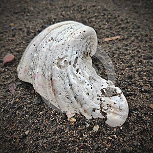 Clam shells on the sand