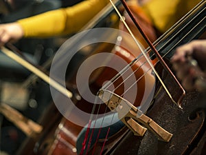 Close-up on classical string instruments - Double bass - Side view - Depth of field
