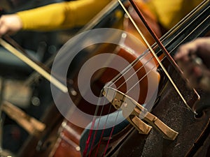 Close-up on classical string instruments - Double bass - Side view - Depth of field