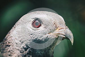 Close up claw of Oriental honey buzzard Pernis ptilorhynchus, bird of prey.