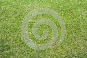 Close up of clean fresh spring lavish bright green grass .Background,lawn ,football and basketball field.