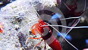 close up of a cleaner shrimp