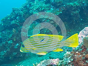 Close up of a cleaner wrasse and a lined sweetlips at tulamben, bali