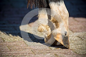 Close Up Of Clear Hooves Of A Standing Horse