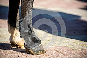 Close Up Of Clear Hooves Of A Standing Horse