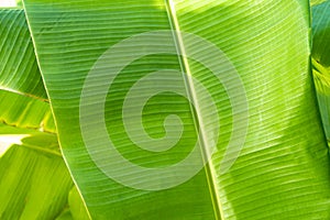 Close up cleary Banana leaf pattern with earmark and flaw at the rim of leaf for any graphic background photo