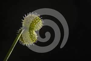 Close-up of Cleaver Burrs with hooked hairs