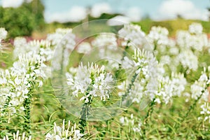 Close up cleome (spider flower