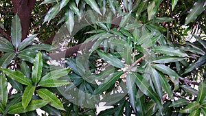 Mango Tree leaves