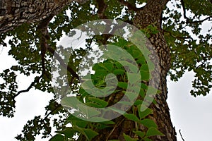 Close up of climbing plants climb on the big tree for support