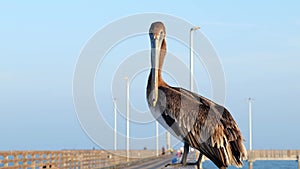 Close up clip of a brown pelican, Pelecanus occidentalis, standing on the railing of an ocean pier at sunset