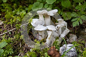 Close up of Clitocybe connata in the woods