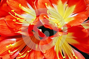 Close-up of clivia flower