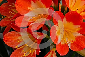 Close Up On Clivia Flower Blooming In Spring