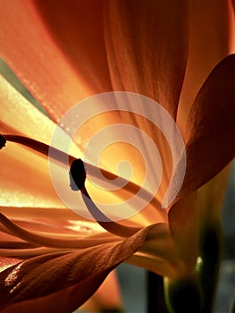 Close up of Clivia miniata Lily Flower