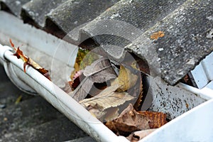 A close-up on a clogged rain gutter by fallen leaves, dirt, lichen and moss from asbestos roof what could prevent water from