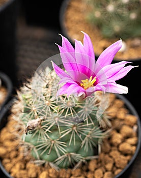 Close up  Close up Colorful Gymnocalycium LB cactus  with flower, desert plant with flower, desert plant