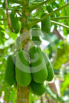 Close up of Close up of green papaya fruit in the tree.