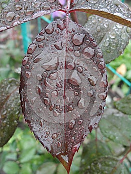 Close-up. Close-up of water drops on red and green leaves. Macro shot on spider net that with water drops.