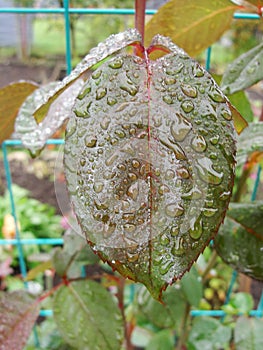 Close-up. Close-up of water drops on red and green leaves. Macro shot on spider net that with water drops.