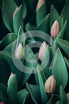 Close-up of closed buds of red tulips in a greenhouse for cards and desktop photos