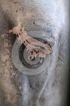 close up of closed eye of horse