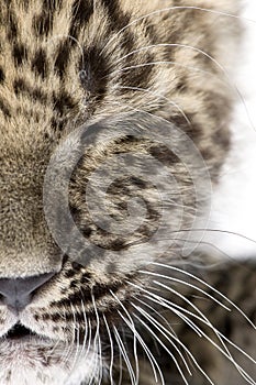 Close-up on a closed eye of a Persian leopard Cub 6 weeks