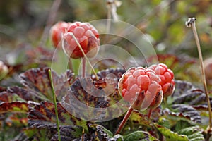 Close-up of cloudberries found on the tundra with blurred background found in Canada`s Arctic