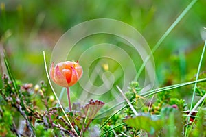 Close up of cloudberry in mire, wetland