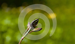 A black bug on a flower bud