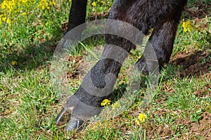 Close up at a cloven hoof on a black cow photo