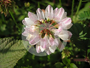 Close up of clover flower with morning dew drops on