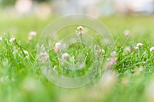 Close-up of clover flowers in green lawn grass in summer