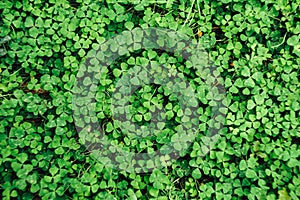 Close-up of clover texture on the ground, top view. Natural green background in the garden.