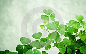 Close up Clovers leaves for background .The symbolic of Clover t photo