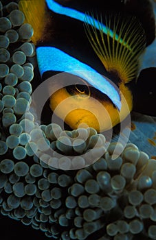 A close up of a clown fish hiding in his anemone home