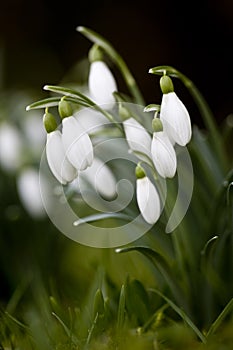 Close-up of clump of Snowdrops