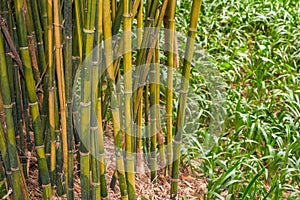 Close-up of clumps of prime bamboo forest in the park