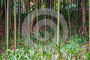 Close-up of clumps of prime bamboo forest in the park