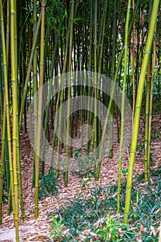 Close-up of clumps of prime bamboo forest in the park