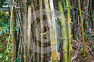 Close-up of clumps of prime bamboo forest in the park