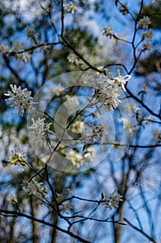 Close-up of a Cluster of Allegheny Serviceberry Flowers